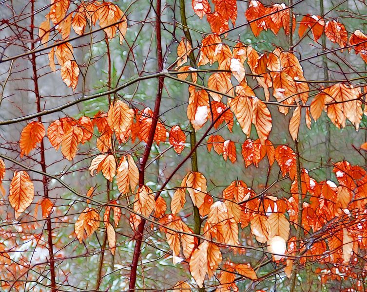 Beech leaves... by Caroline Lichthart