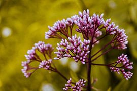 Fleur violette dans la lumière du soir sur Crystal Clear