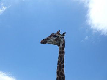 Giraffe hoofd van Robin van Tilborg