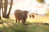 Stoere Hooglander op het Doldersummerveld in Augustus