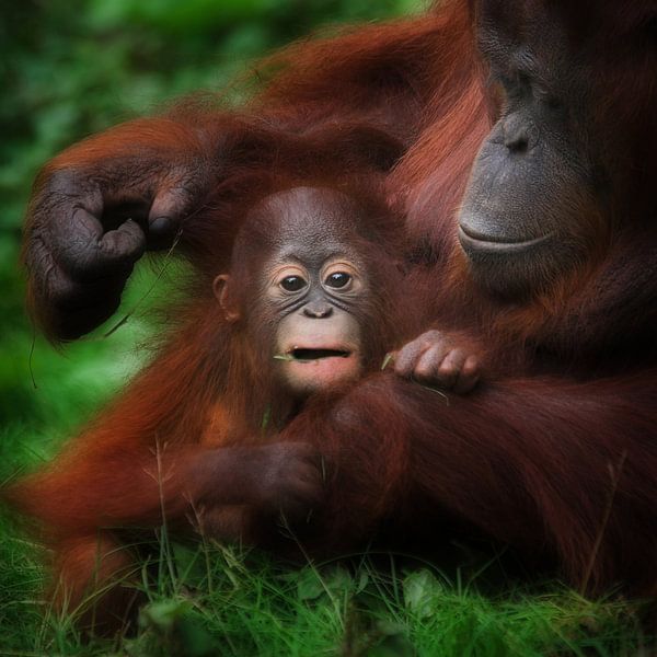 Moeder en kind Orang-oetan van Ruud Peters