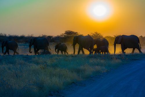 Olifanten tijdens zonsondergang