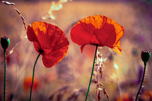 poppies