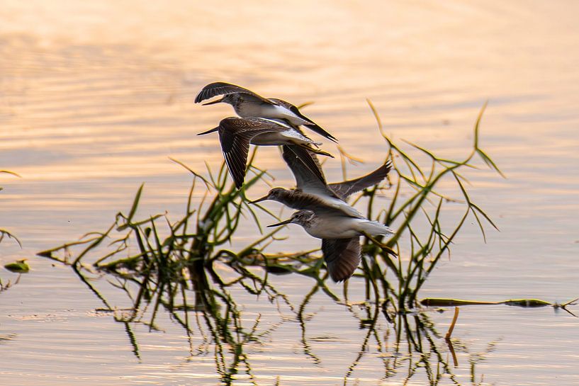 Groep Tureluurs in vlucht boven het water. van Brian Morgan
