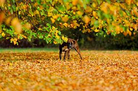 Boxer plays in autumn leaves by Lars Tuchel