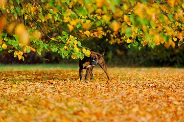 Boxer plays in autumn leaves van Lars Tuchel