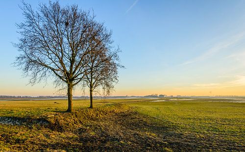 Twee kale bomen in een weids polderlandschap