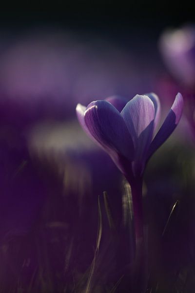 Krokus von Kim Meijer