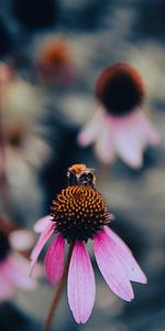 Sonnenhut mit Hummel von Raaf