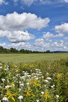 An oat field in summer by Claude Laprise