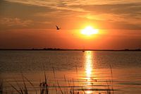 Sunset with bird