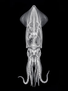 Squid X-ray