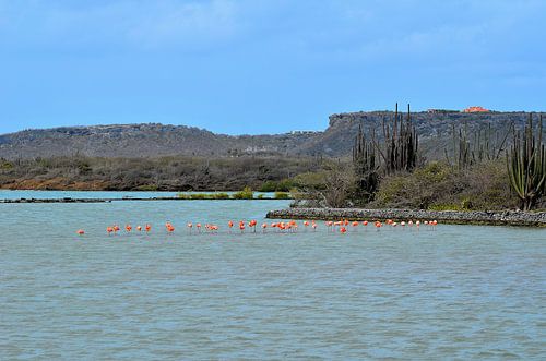 Flamingo’s in Curaçao