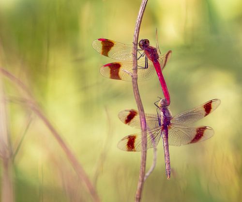 breedbandheidelibellen