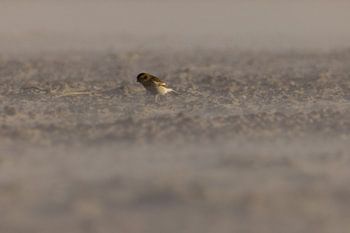 Le bruant des neiges solitaire dans la tempête de sable