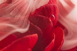 Weißer Schleier aus Rauch über einer roten Ranunkel von Marjolijn van den Berg