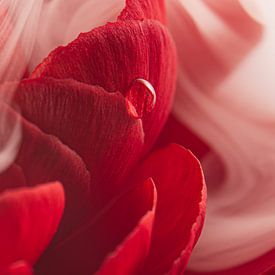 Weißer Schleier aus Rauch über einer roten Ranunkel von Marjolijn van den Berg