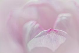 Focus. . by Luc Toegaert