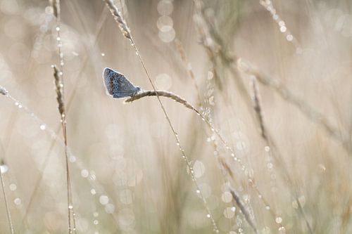 er was eens op een koude zomerse ochtend....