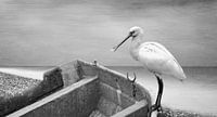 Witte vogel