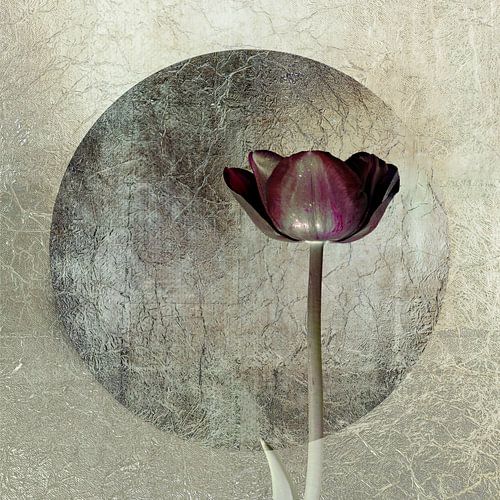 Tulp. Basic met grijs, zilver en bordeaux rood.