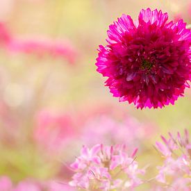 L'été au jardin des fleurs - Cosmea farci sur Daniela Beyer