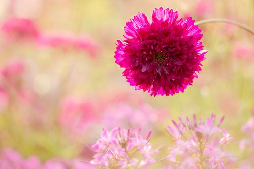 Summer in the flower garden - Stuffed cosmea by Daniela Beyer
