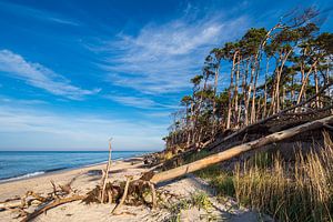 Baumstämme am Weststrand auf dem Fischland-Darß