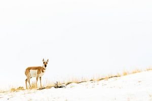 Gabelbart im Yellowstone