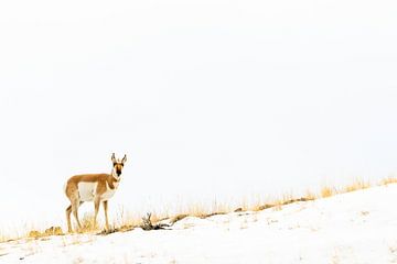 Gaffelbok in Yellowstone van Sjaak den Breeje Natuurfotografie