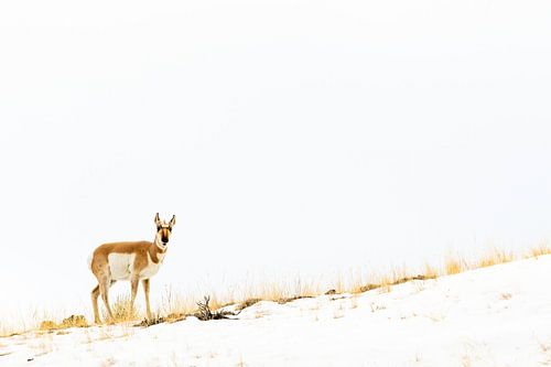 Gaffelbok in Yellowstone