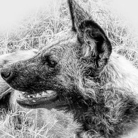 Wild Dog Africa by Eric Nagel