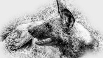 Wilde hond Afrika van Eric Nagel