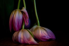 Vergane glorie by Bertrik Hakvoort