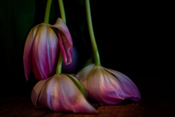 Vergane glorie