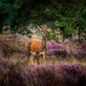 Aware in purple and green
