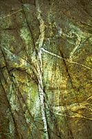 ABSTRAKTER BAUMZWEIG