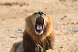 Lion qui bâille sur Bärbel Severens