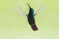 Black-throated Mango in flight, Brazil