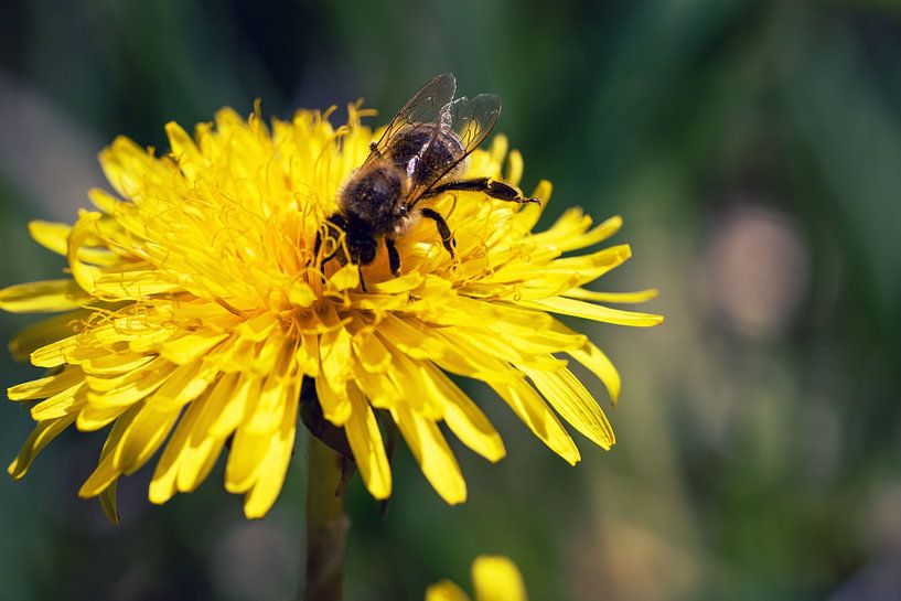 Fleißiges Helferlein von D.R.Fotografie