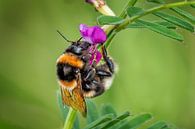 Hommel van Ruud Peters thumbnail