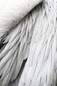 Federn eines Pelikans von StudioMaria.nl