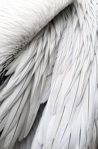 Veren van een pelikaan