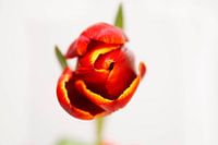 Tulip in Front