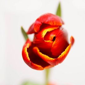 Tulpe im Vordergrund von Barbara van Biezen
