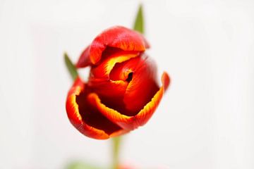 Tulpe im Vordergrund von Barbara van Biezen