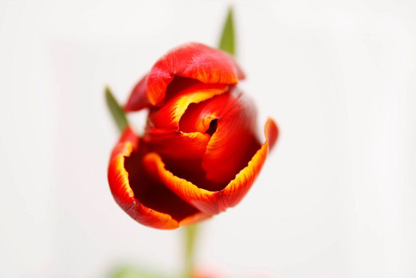 Tulip in Front by Barbara van Biezen