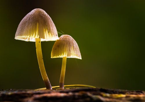 Paddenstoelen macro