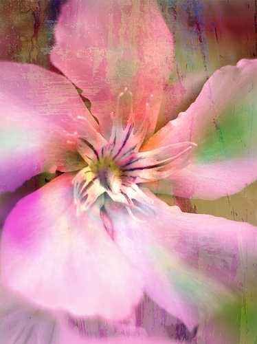 oleander van fantasina