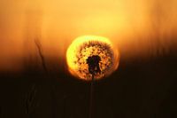 The gentle dandelion during sunset